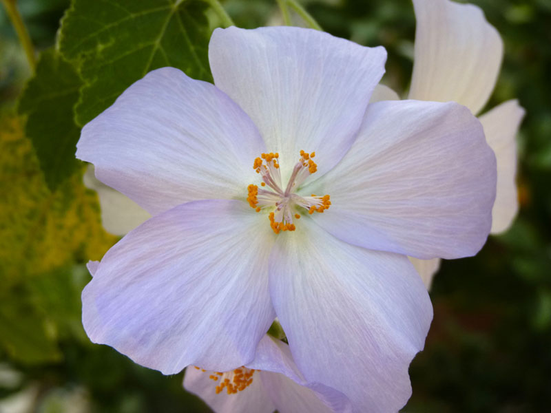 Abutilon vitifolium
